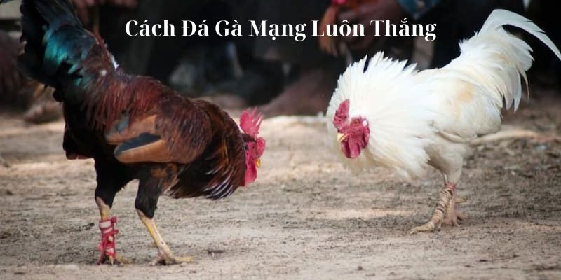 Cách Đá Gà Mạng Luôn Thắng